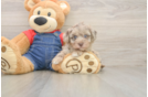 Havapoo Pup Being Cute