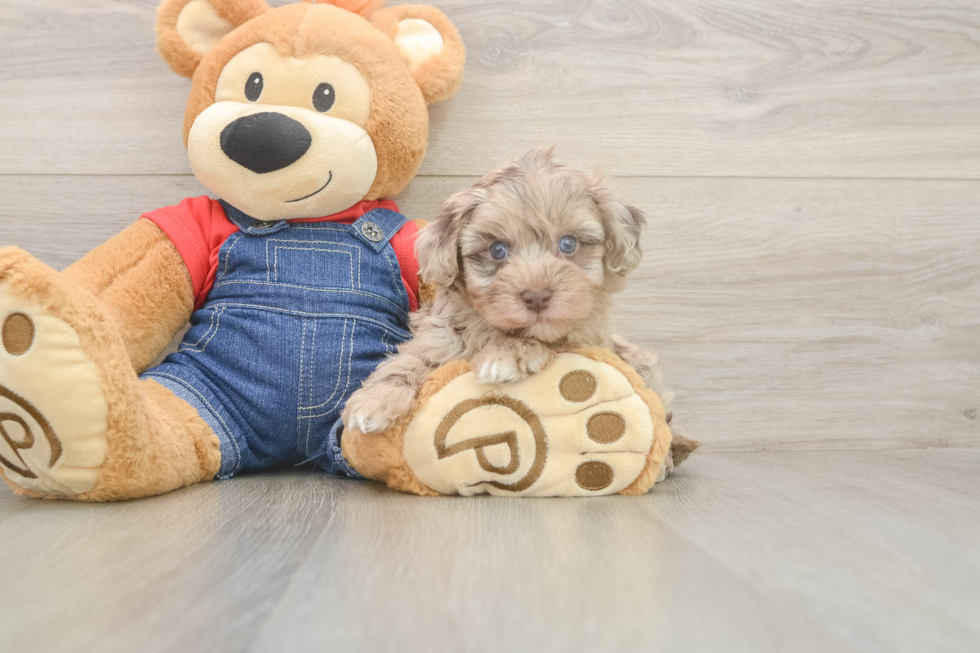 Havapoo Pup Being Cute
