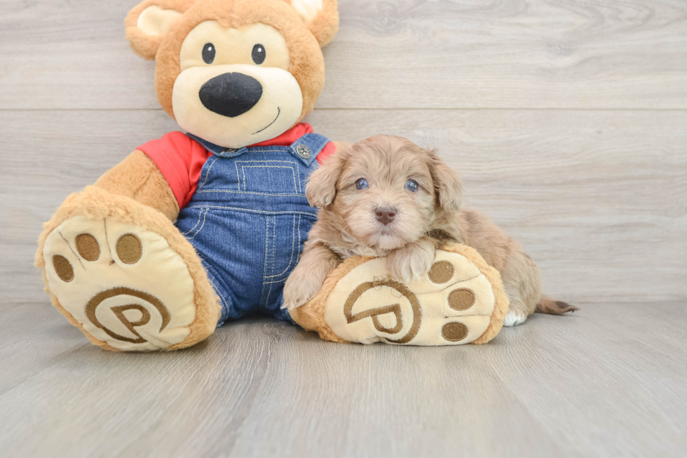 Hypoallergenic Havadoodle Poodle Mix Puppy