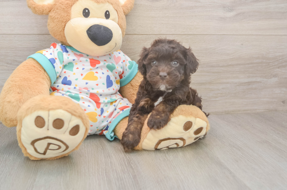 6 week old Havapoo Puppy For Sale - Florida Fur Babies