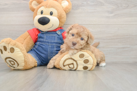 Small Havapoo Baby