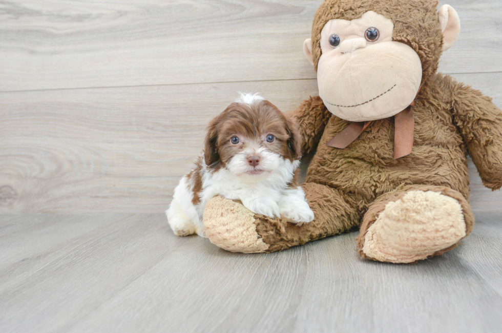 6 week old Havapoo Puppy For Sale - Florida Fur Babies