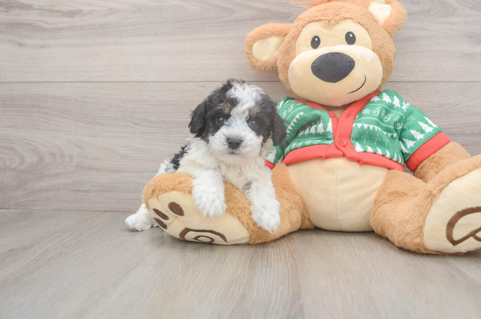 5 week old Havapoo Puppy For Sale - Florida Fur Babies