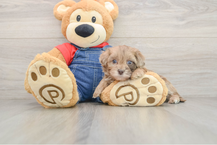 Havapoo Puppy for Adoption