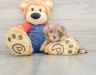 7 week old Havapoo Puppy For Sale - Florida Fur Babies