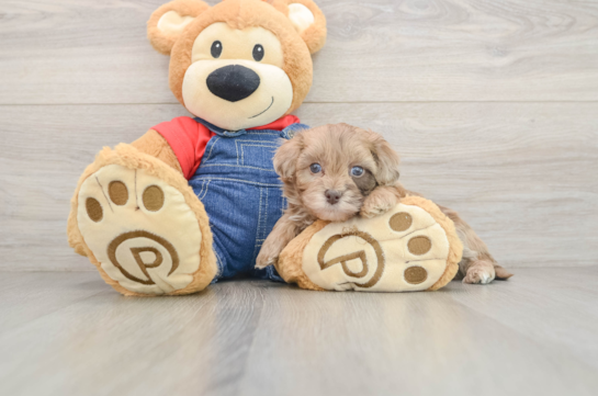 Havapoo Puppy for Adoption