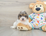 9 week old Havapoo Puppy For Sale - Florida Fur Babies