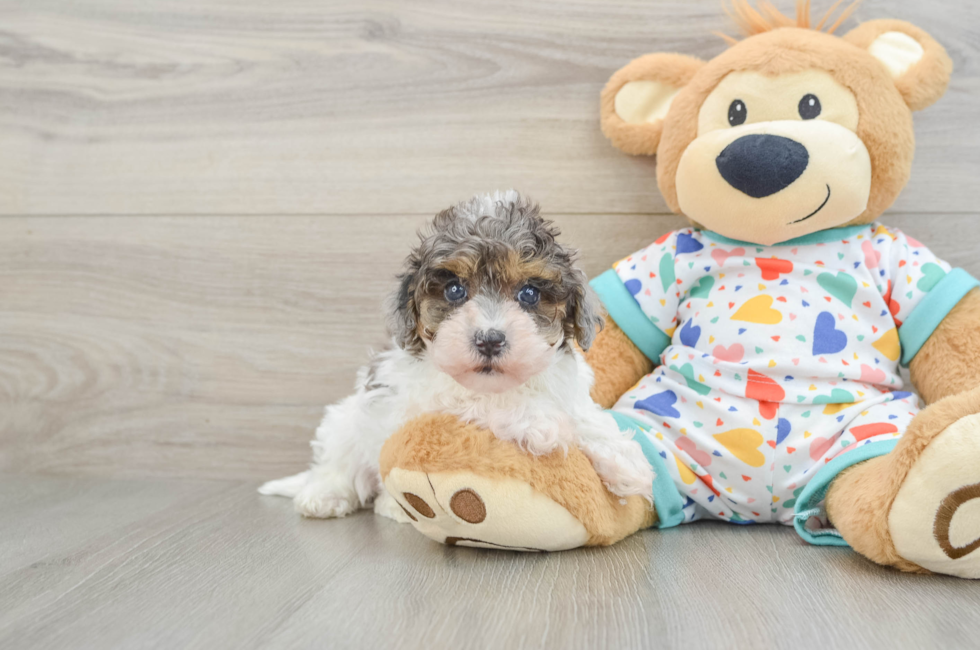 6 week old Havapoo Puppy For Sale - Florida Fur Babies