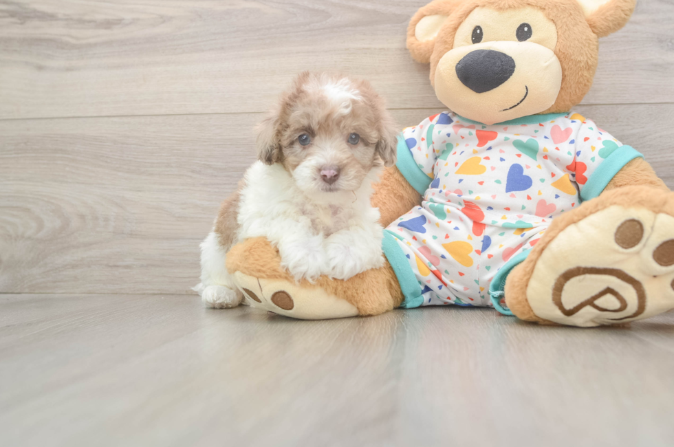 6 week old Havapoo Puppy For Sale - Florida Fur Babies