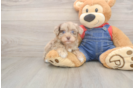 Energetic Havadoodle Poodle Mix Puppy