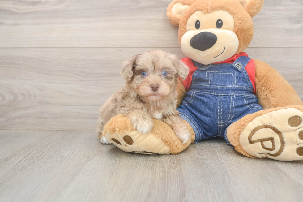 Energetic Havadoodle Poodle Mix Puppy