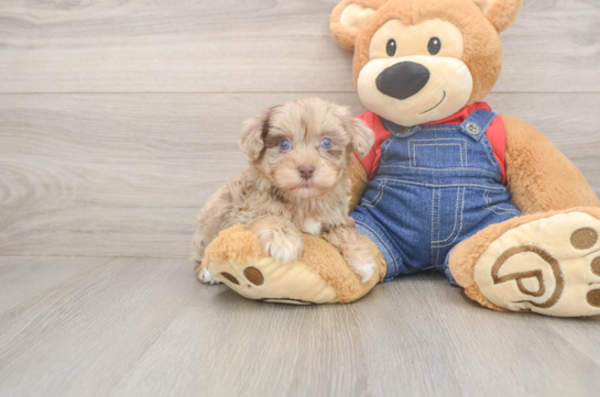 Energetic Havadoodle Poodle Mix Puppy