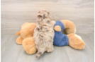 Havapoo Pup Being Cute