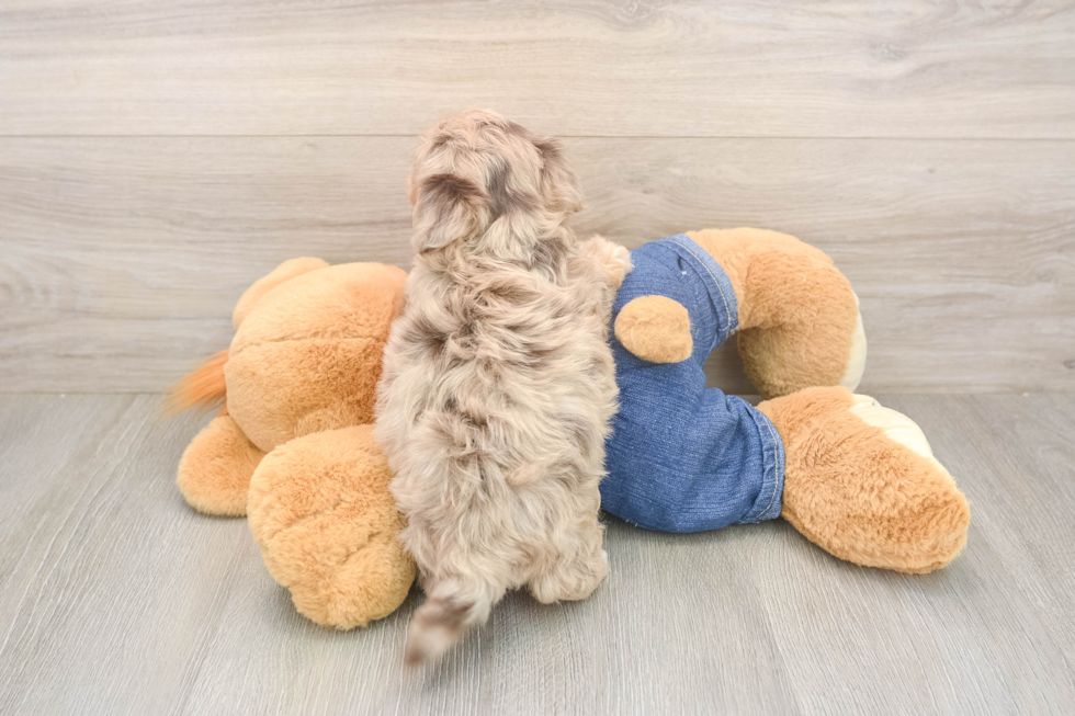 Havapoo Pup Being Cute