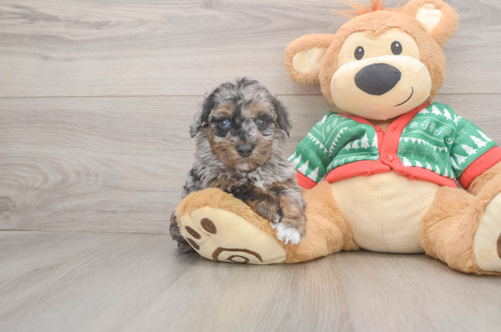 5 week old Havapoo Puppy For Sale - Florida Fur Babies