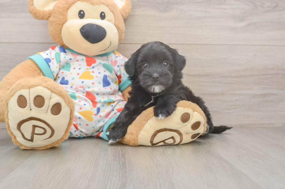 6 week old Havapoo Puppy For Sale - Florida Fur Babies