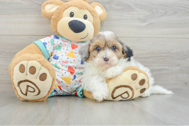Havapoo Puppy for Adoption