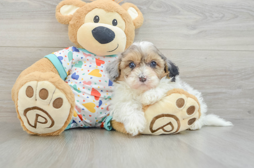 6 week old Havapoo Puppy For Sale - Florida Fur Babies