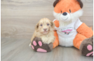 Small Havapoo Baby