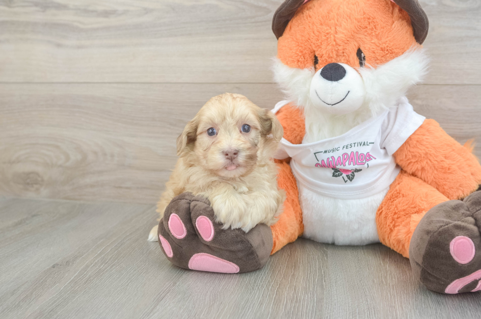 6 week old Havapoo Puppy For Sale - Florida Fur Babies