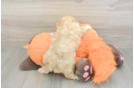 Energetic Havadoodle Poodle Mix Puppy
