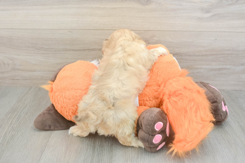 Energetic Havadoodle Poodle Mix Puppy