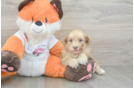 Smart Havapoo Poodle Mix Pup