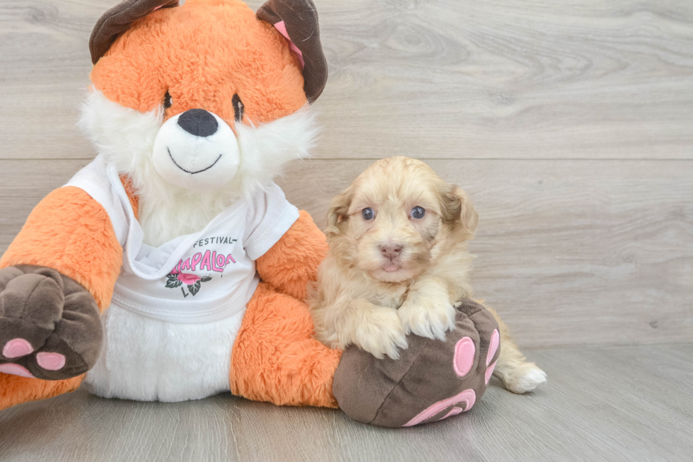 Smart Havapoo Poodle Mix Pup