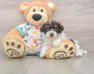 7 week old Havapoo Puppy For Sale - Florida Fur Babies