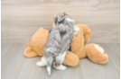 Petite Havapoo Poodle Mix Pup