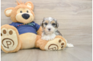 Smart Havapoo Poodle Mix Pup