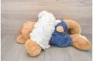 Popular Havapoo Poodle Mix Pup