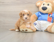 7 week old Havapoo Puppy For Sale - Florida Fur Babies