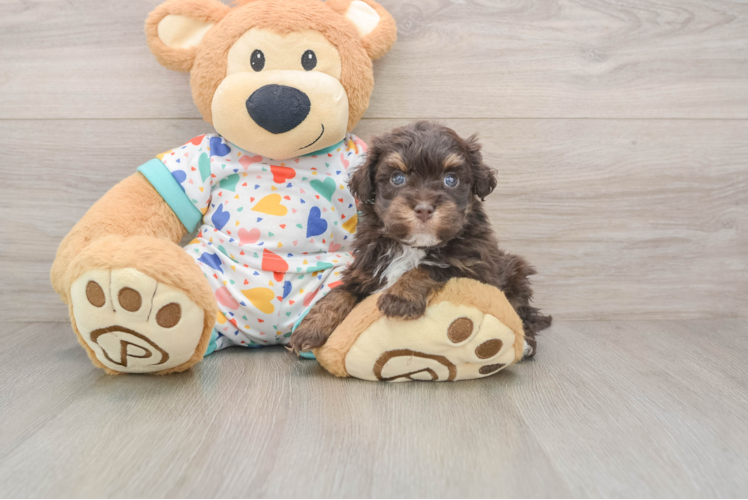 Havapoo Puppy for Adoption