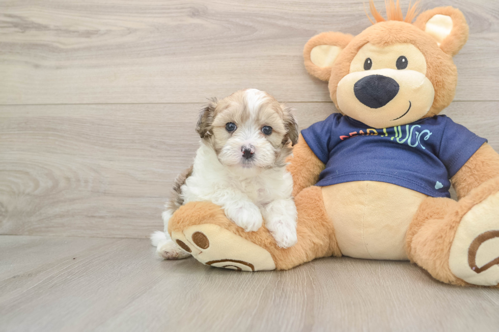 Havapoo Pup Being Cute