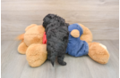 Petite Havapoo Poodle Mix Pup