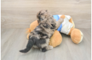 Fluffy Havapoo Poodle Mix Pup