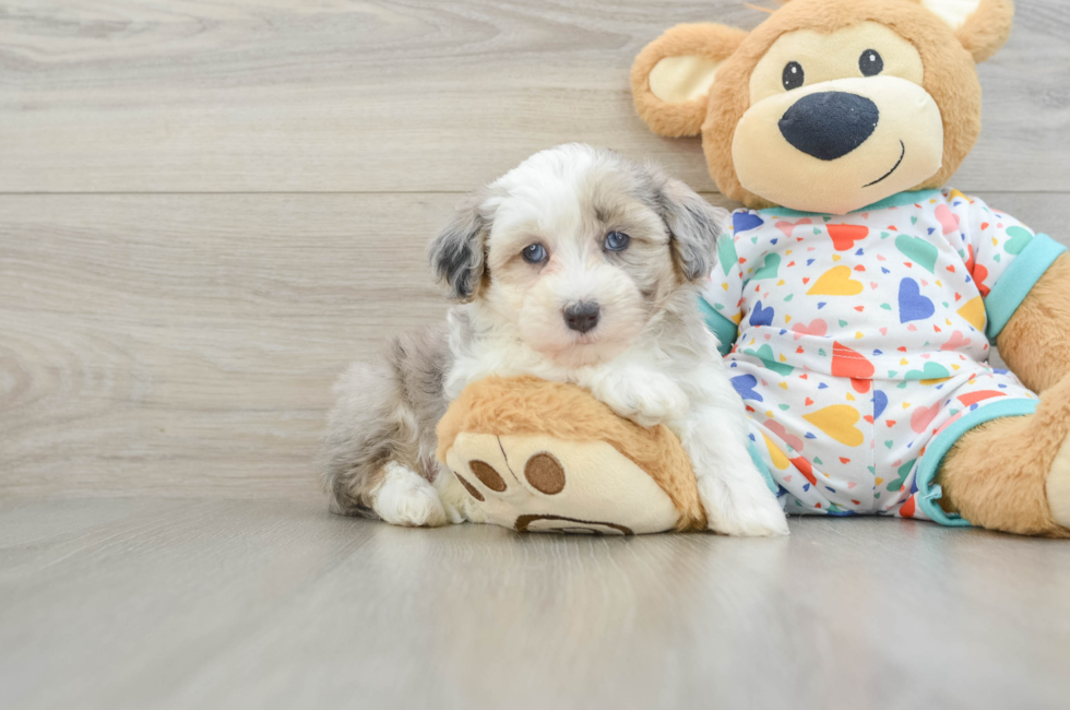 6 week old Havapoo Puppy For Sale - Florida Fur Babies