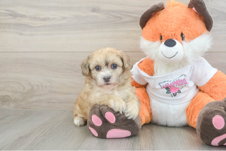 Little Havadoodle Poodle Mix Puppy