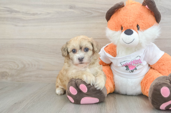 Little Havadoodle Poodle Mix Puppy