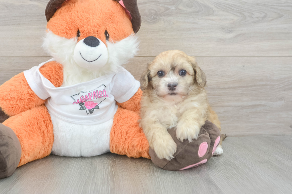 Little Havadoodle Poodle Mix Puppy
