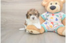 Friendly Havapoo Baby