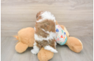 Havapoo Puppy for Adoption