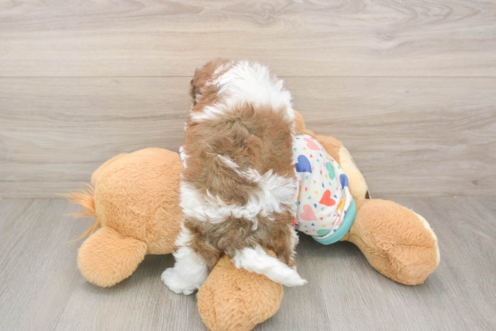 Havapoo Puppy for Adoption