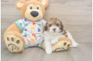 Little Havadoodle Poodle Mix Puppy