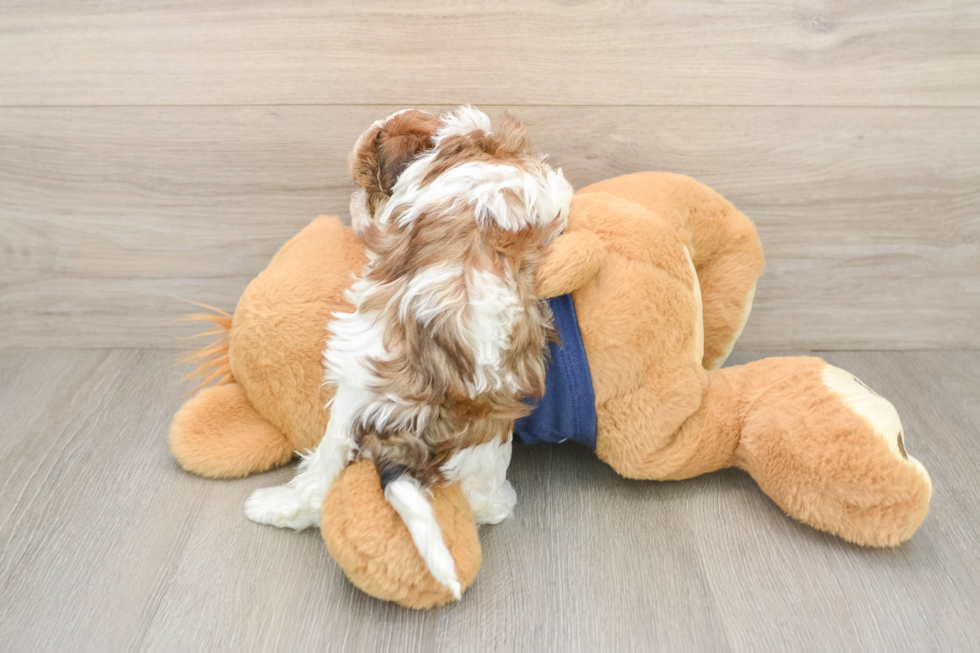 Little Havadoodle Poodle Mix Puppy