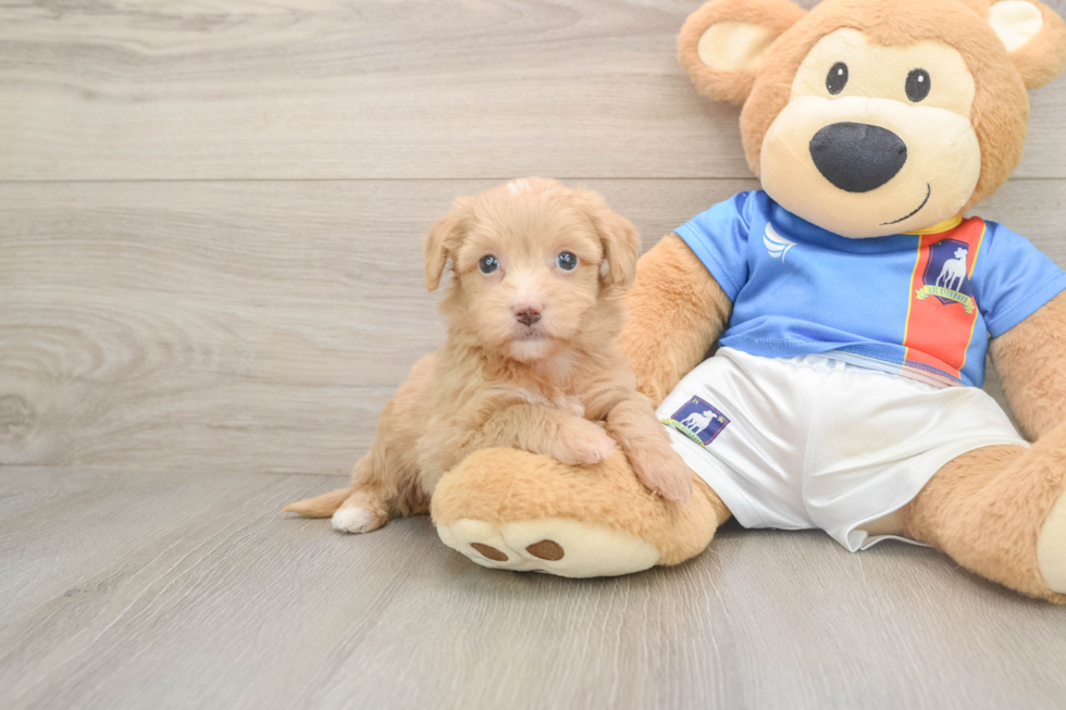 Havapoo Pup Being Cute