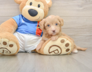 7 week old Havapoo Puppy For Sale - Florida Fur Babies