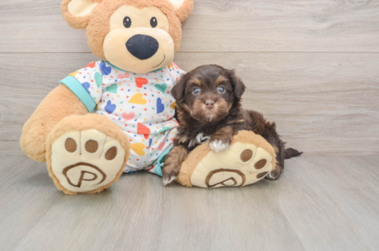 Havapoo Puppy for Adoption