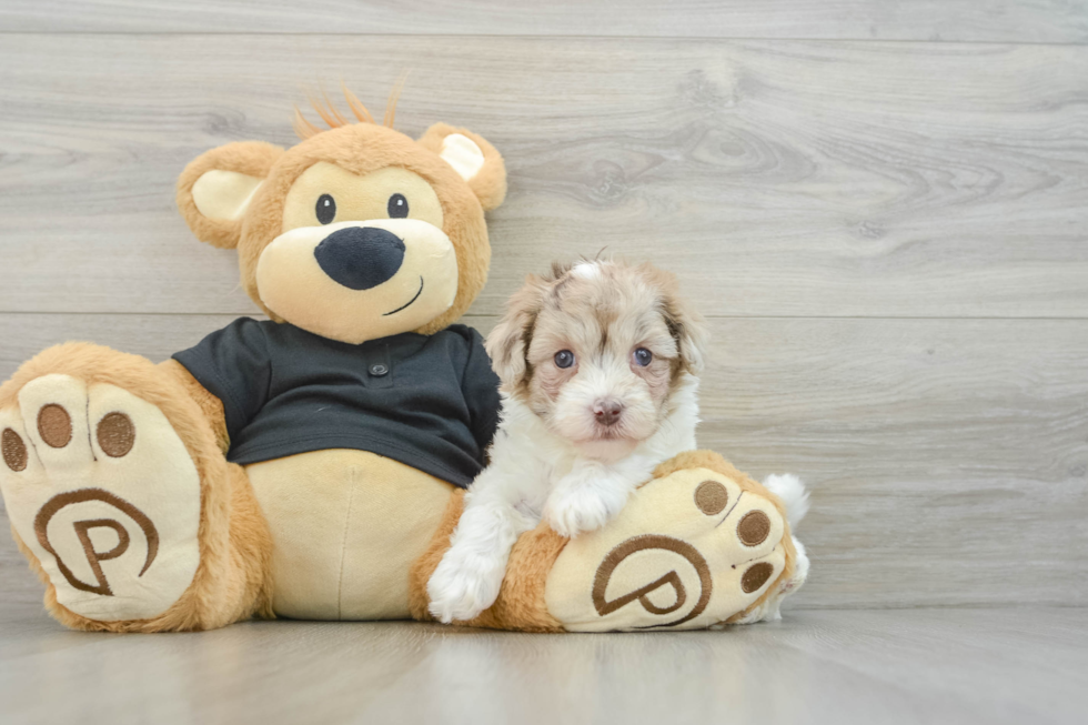 Little Havadoodle Poodle Mix Puppy